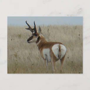 A22 Pronghorn Antelope Big Buck Postcard