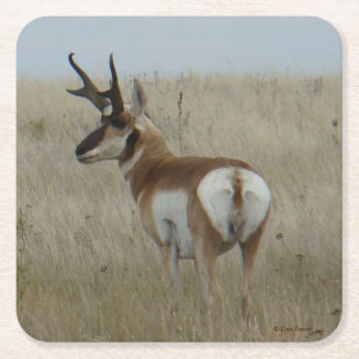 A22 Pronghorn Antelope Buck Square Paper Coaster