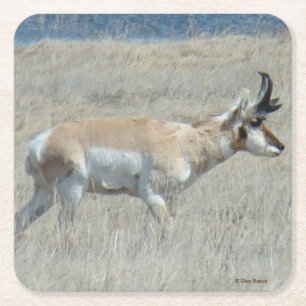 A23 Young Pronghorn Antelope Square Paper Coaster