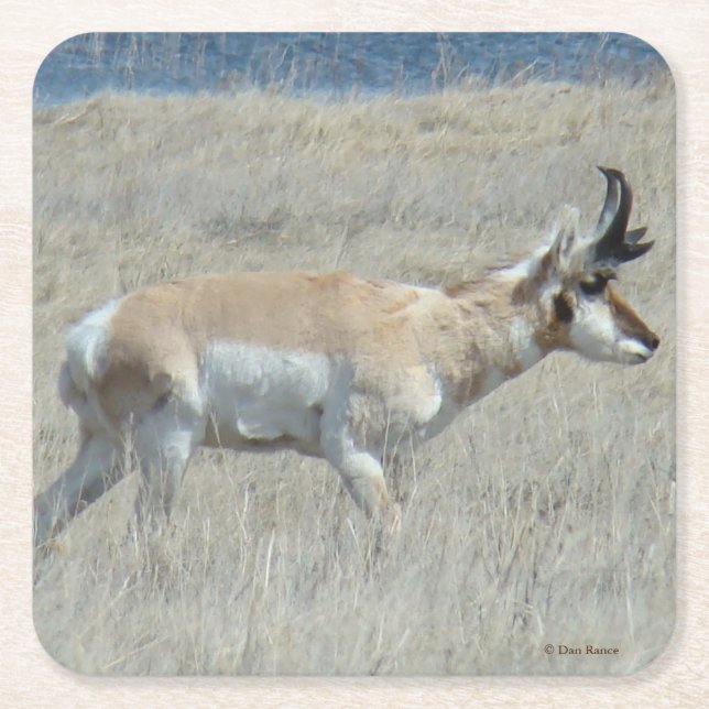 A23 Young Pronghorn Antelope Square Paper Coaster (Front)