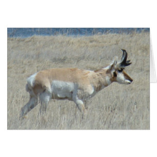 A25 Pronghorn Antelope Young Buck