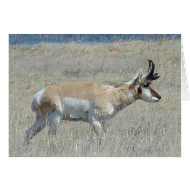 A25 Pronghorn Antelope Young Buck (Front Horizontal)