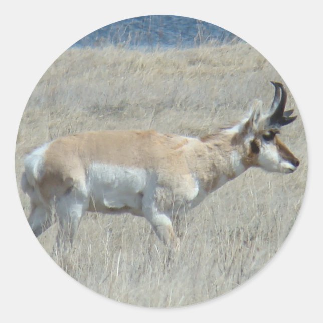 A25 Pronghorn Antelope Young Buck Classic Round Sticker (Front)