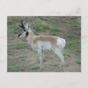 A26 Pronghorn Antelope Buck Postcard