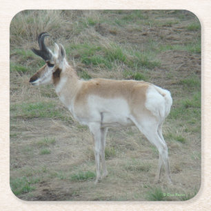 A26 Pronghorn Antelope Young Buck Square Paper Coaster