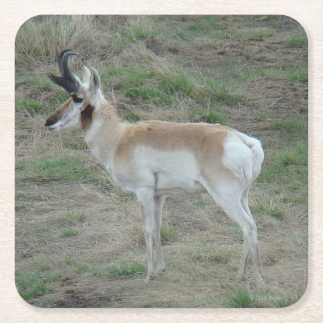 A26 Pronghorn Antelope Young Buck Square Paper Coaster (Front)