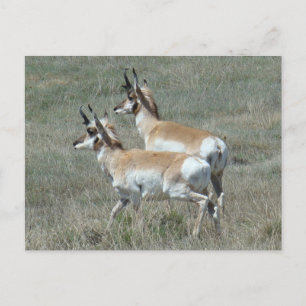A27 Pronghorn Antelope Young Bucks Postcard