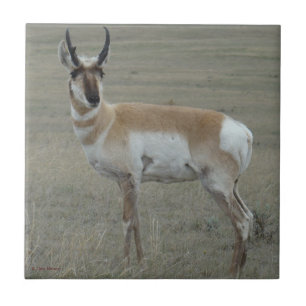 A28 Pronghorn Antelope Young Buck Tile