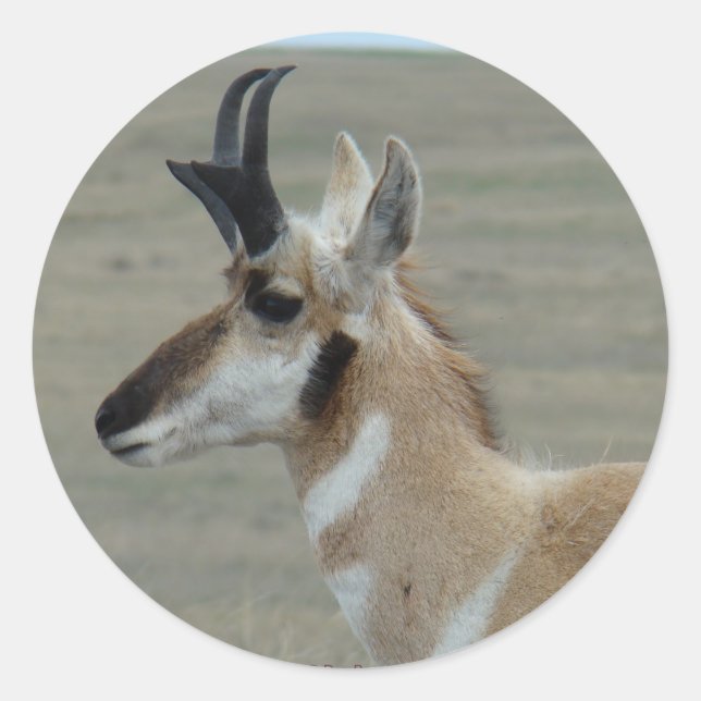 A29 Pronghorn Antelope Head Shot Profile Classic Round Sticker (Front)