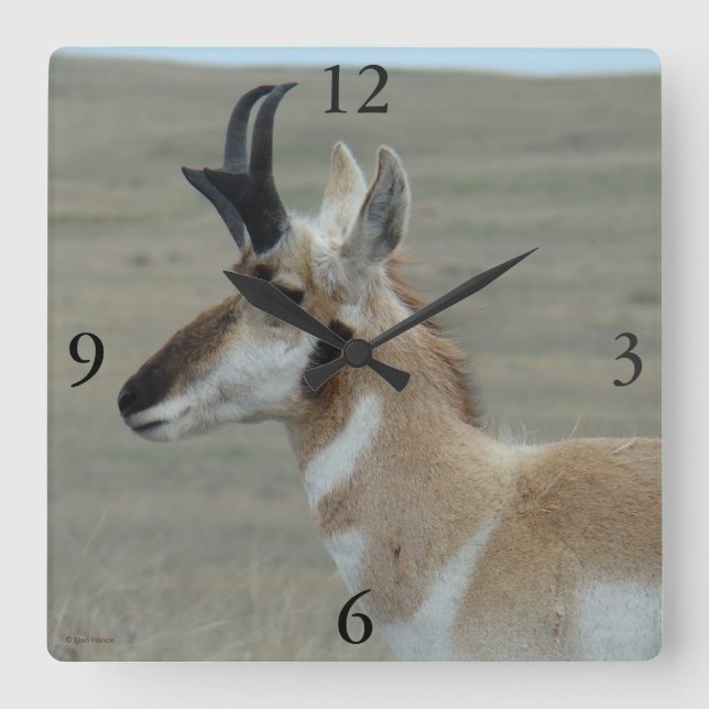 A29 Pronghorn Antelope Young Buck Head Profile Square Wall Clock (Front)