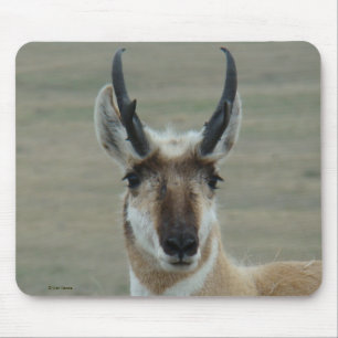 A30 Pronghorn Antelope Young Buck Head Shot Mouse Pad