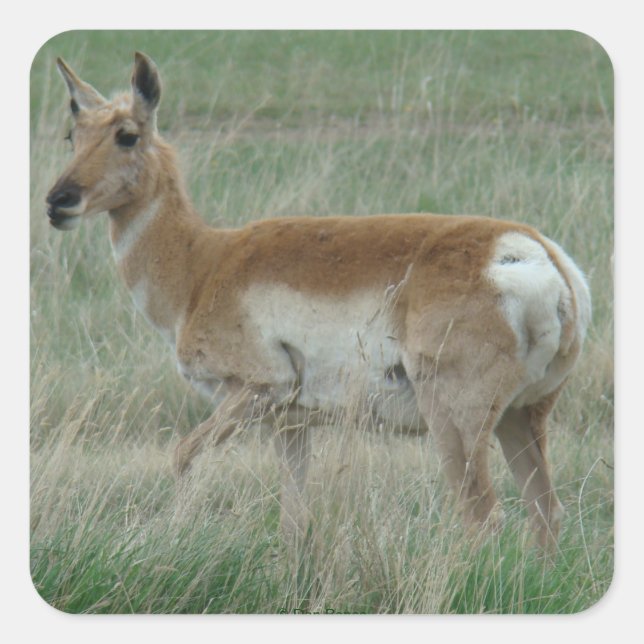 A31 Pronghorn Antelope Doe Square Sticker (Front)