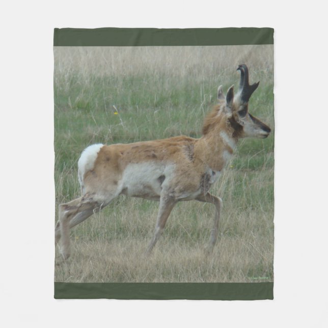 A32 Pronghorn Antelope Buck Fleece Blanket (Front)