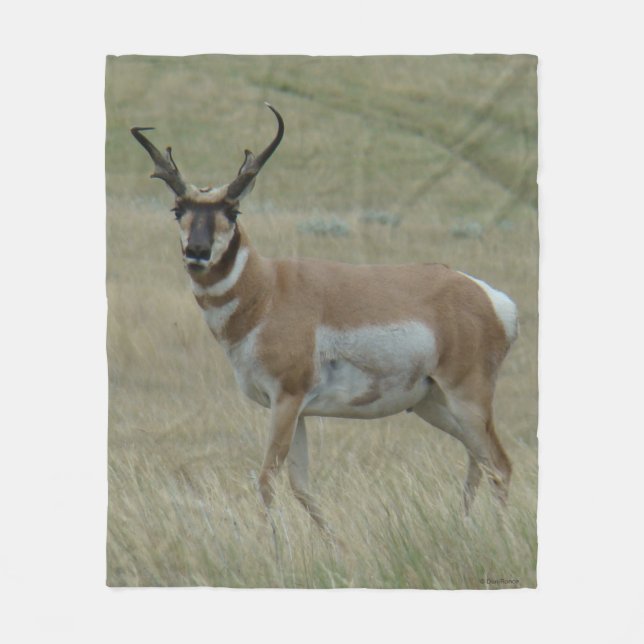 A33 Pronghorn Antelope Big Buck Crooked Horns Fleece Blanket (Front)