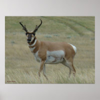 A33 Pronghorn Antelope Crooked Horns