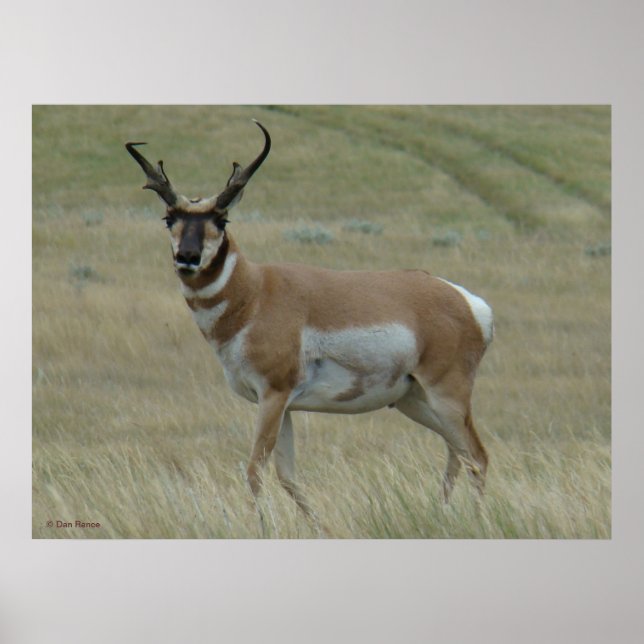 A33 Pronghorn Antelope Crooked Horns Poster (Front)