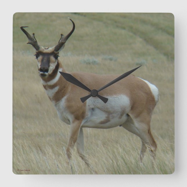 A33 Pronghorn Antelope Crooked Horns Square Wall Clock (Front)