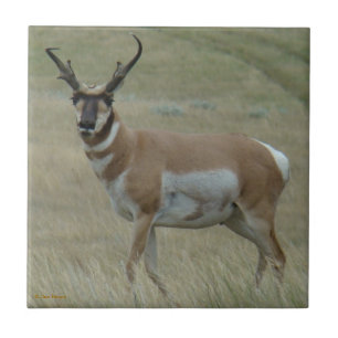 A33 Pronghorn Antelope Crooked Horns Tile