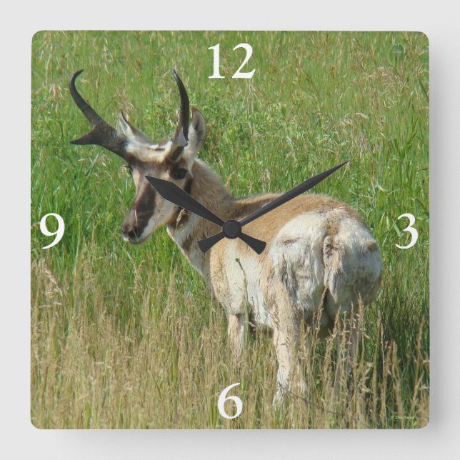 A35 Pronghorn Antelope Buck Square Wall Clock (Front)