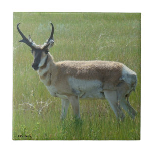 A36 Pronghorn Antelope Buck Tile