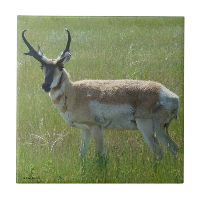 A36 Pronghorn Antelope Buck Tile (Front)
