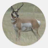 A37 Pronghorn Antelope Crooked Horns