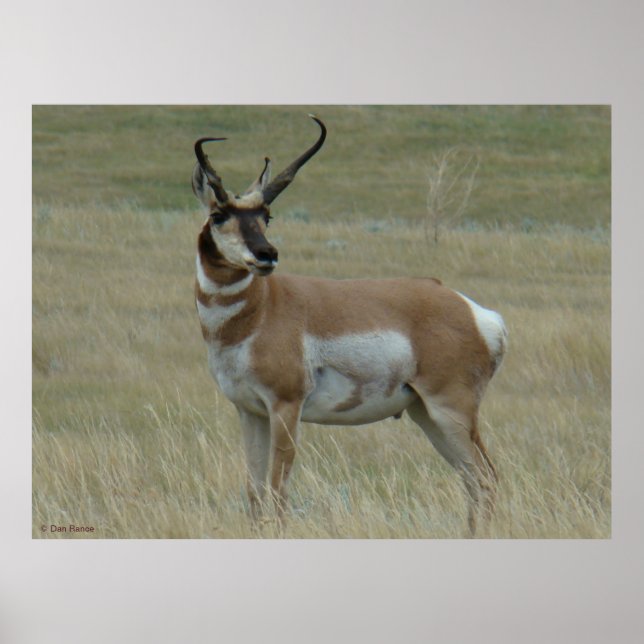 A37 Pronghorn Antelope Crooked Horns Poster (Front)