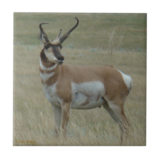 A37 Pronghorn Antelope Crooked Horns Tile (Front)
