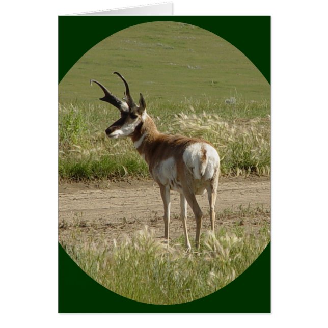 A39 Pronghorn Antelope Buck (Front)