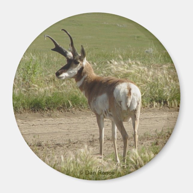 A39 Pronghorn Antelope Buck Magnet (Front)