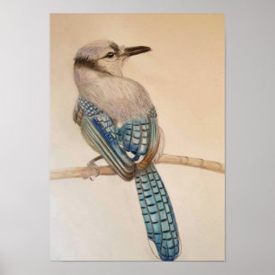 A3 Beautiful Blue Jay Pencil Drawing Print