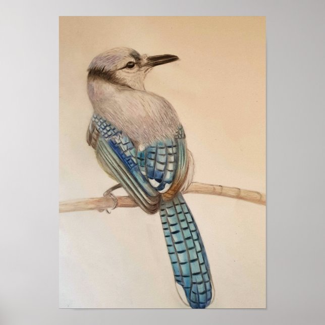 A3 Beautiful Blue Jay Pencil Drawing Print (Front)