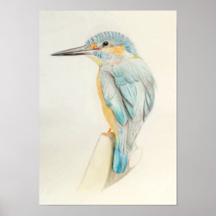 A3 Beautiful Kingfisher Pencil Drawing Print