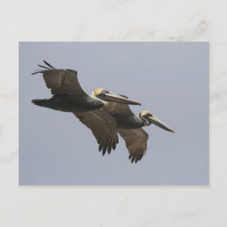 A3 Pelican Pair Postcard