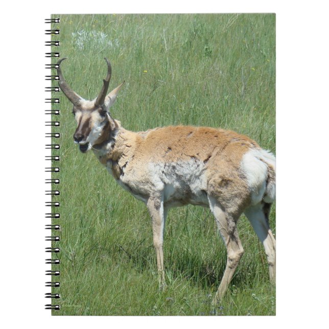 A3 Pronghorn Antelope Buck Chewing Notebook (Front)