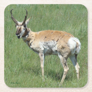 A3 Pronghorn Antelope Chewing Square Paper Coaster