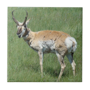 A3 Pronghorn Antelope Chewing Tile