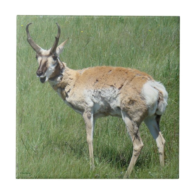 A3 Pronghorn Antelope Chewing Tile (Front)