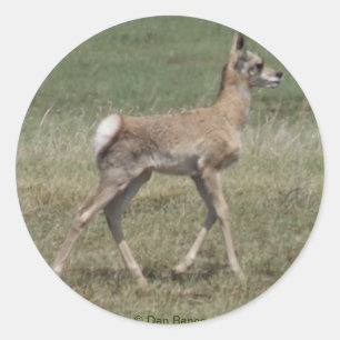 A42 Baby Pronghorn Antelope Classic Round Sticker
