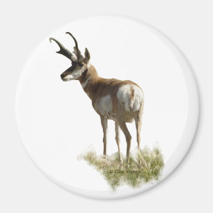 A43 Pronghorn Antelope Buck Magnet