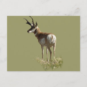 A43 Pronghorn Antelope Buck Postcard