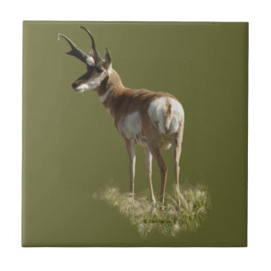 A43 Pronghorn Antelope Buck Tile