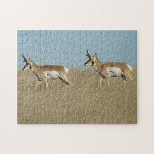 A45 Pronghorn Antelope Bucks Jigsaw Puzzle (Horizontal)