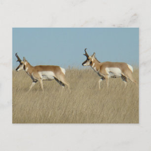 A45 Pronghorn Antelope Bucks Postcard