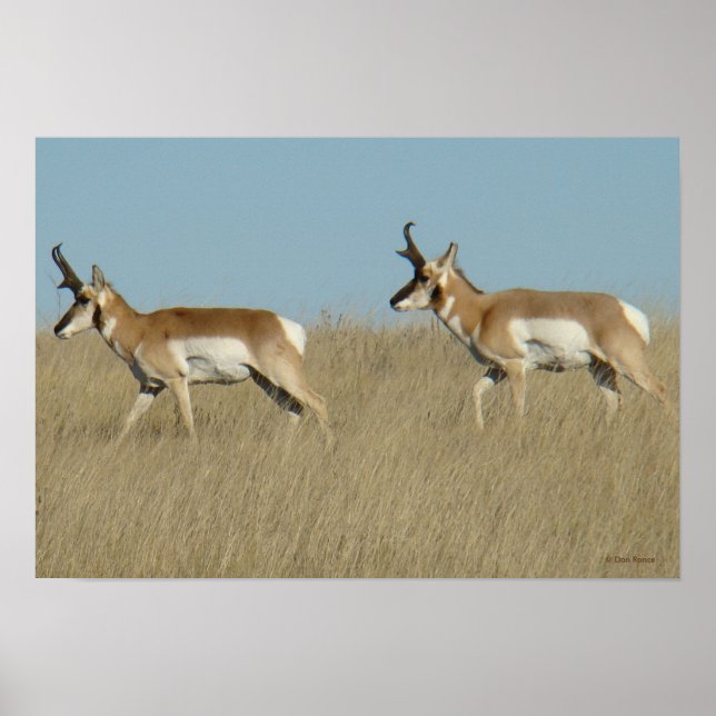 A45 Pronghorn Antelope Bucks Poster (Front)