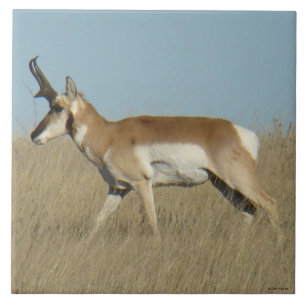 A45a Pronghorn Antelope Buck Tile