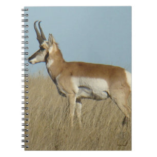 A46 Pronghorn Antelope Notebook