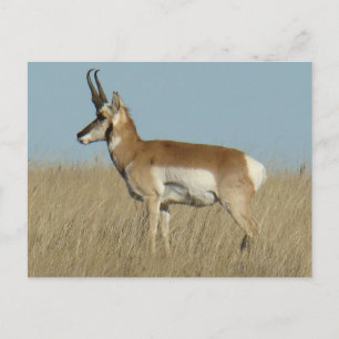 A46 Pronghorn Antelope Postcard