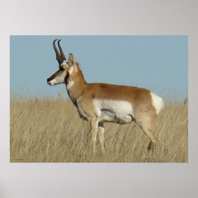 A46 Pronghorn Antelope Poster (Front)