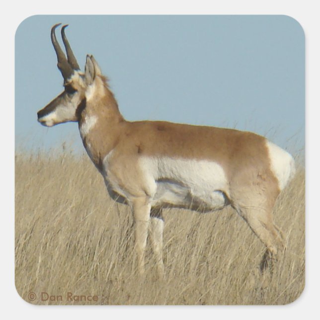 A46 Pronghorn Antelope Square Sticker (Front)